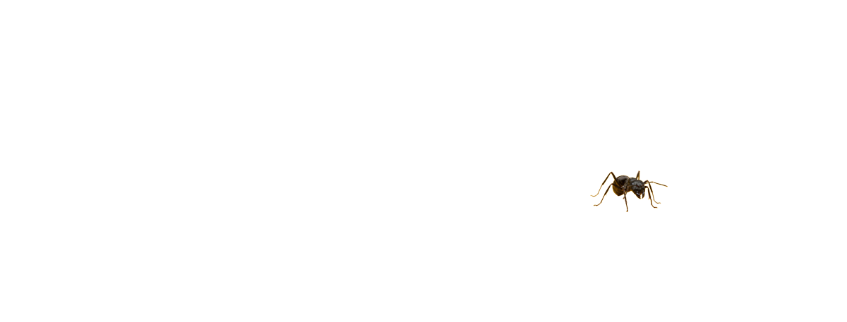 Ant