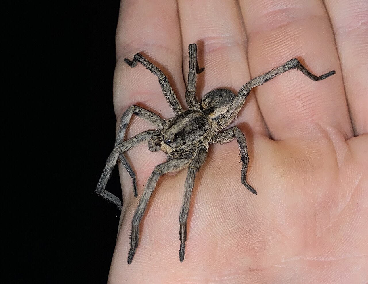 Wolf Spiders: Habitat, Dangers, and How Pest Control Bros Can Help Get Rid of Them