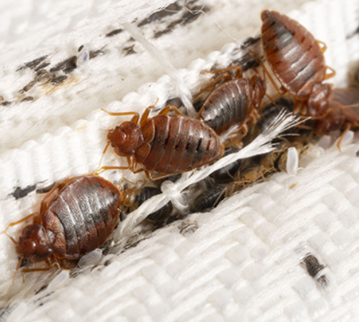 $100 off whole house Bed Bug Treatment special
